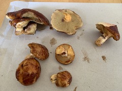 Suillus glandulosus