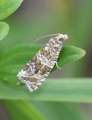 Syricoris