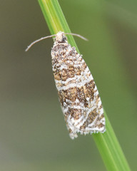Syricoris