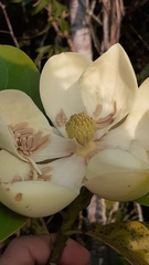 Magnolia ovata