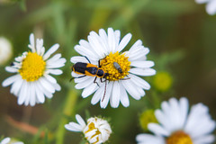Chauliognathus deceptus