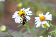 Chauliognathus deceptus