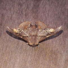 Adalgisa stellifera