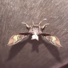 Adalgisa stellifera