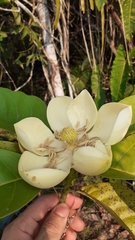 Magnolia ovata