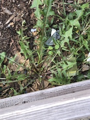 Taraxacum officinale