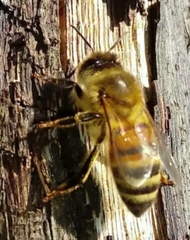 Apis mellifera