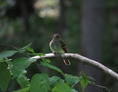 Empidonax virescens