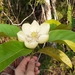 Magnolia ovata - Photo (c) Ricardo da Silva Ribeiro, algunos derechos reservados (CC BY-NC), subido por Ricardo da Silva Ribeiro