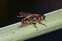 Parhelophilus rex