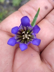 Gentiana spathacea