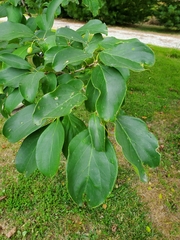 Chionanthus retusus