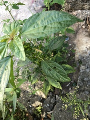 Acalypha australis