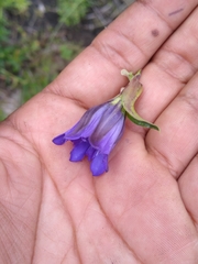 Gentiana spathacea