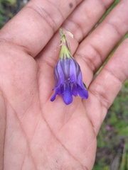 Gentiana spathacea