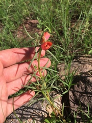 Portulaca suffrutescens