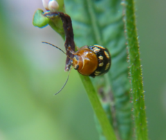 Cryptocephalus guttulatus