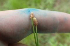 Eleocharis ovata