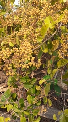 Davilla nitida