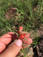 Portulaca suffrutescens