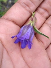 Gentiana spathacea