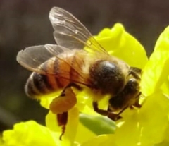 Apis mellifera