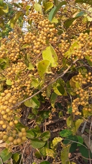 Davilla nitida
