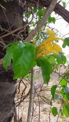 Dolichandra quadrivalvis