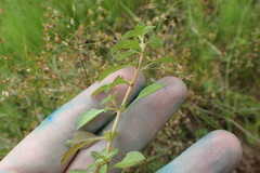 Ludwigia repens