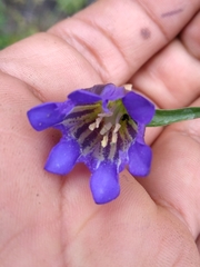Gentiana spathacea