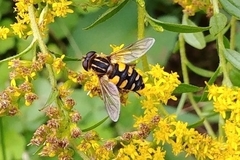 Helophilus obscurus