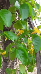 Dolichandra quadrivalvis