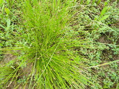 Eleocharis ovata