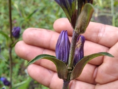 Gentiana spathacea