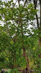 Erythrina breviflora