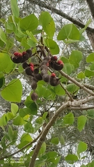 Erythrina breviflora