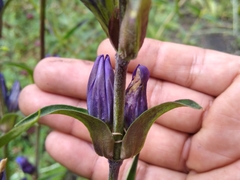 Gentiana spathacea