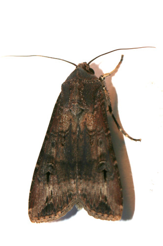 Agrotis ipsilon