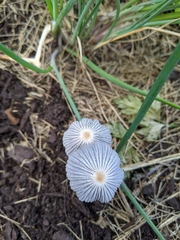 Fungi