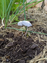 Fungi