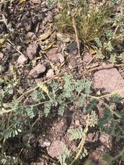 Dalea lanata terminalis