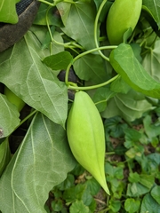 Cynanchum laeve