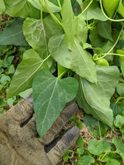 Cynanchum laeve