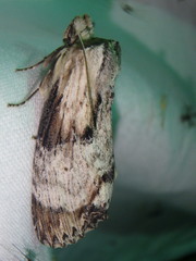 Dasylophia thyatiroides