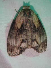 Dasylophia thyatiroides