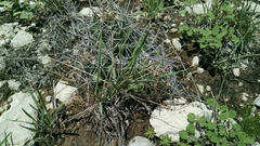 Coryphantha macromeris macromeris