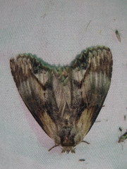 Dasylophia thyatiroides