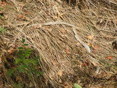 Pantherophis obsoletus
