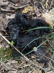 Craterellus cornucopioides