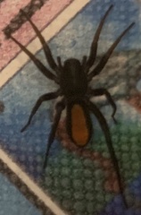 Castianeira descripta